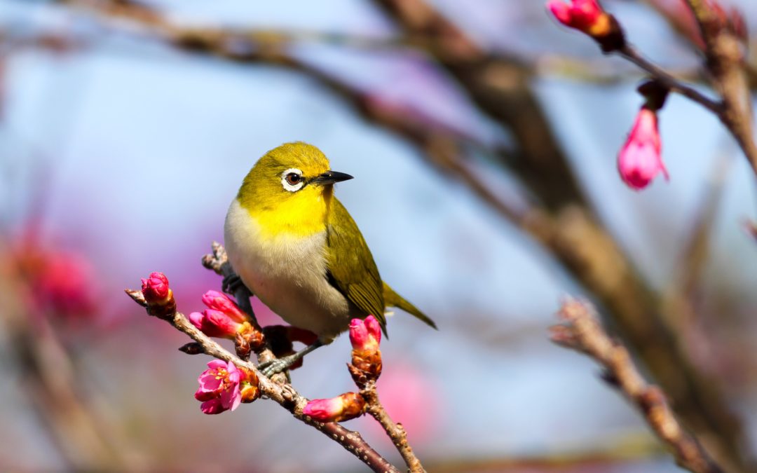 Berrien Birding Club: Getting Up Close With Nature In Berrien Springs