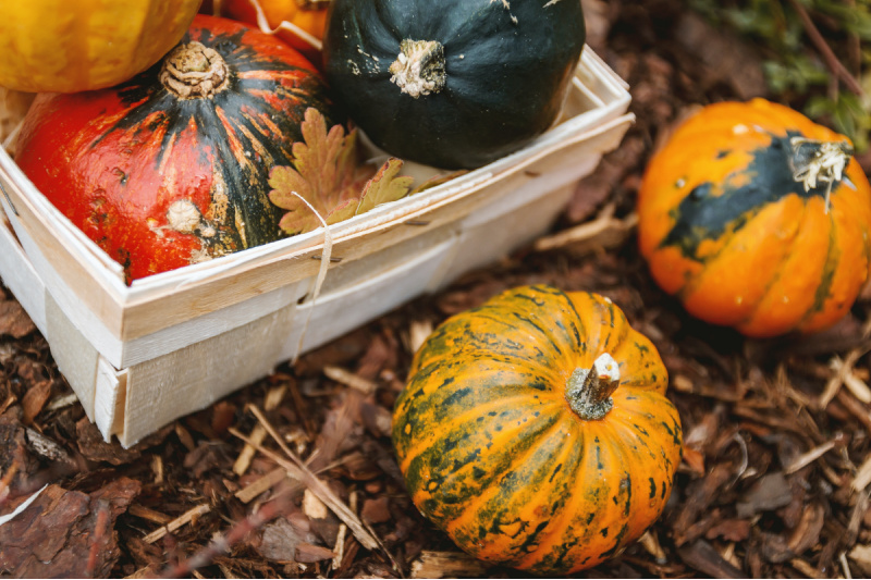 Fall Is a Great Time To Join The Berrien Springs Garden Club!
